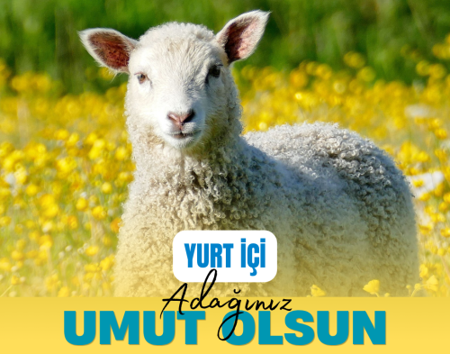 Yurt İçi Adak-Akika Bağışı