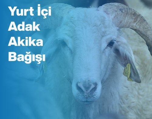 Yurt İçi Adak-Akika Bağışı
